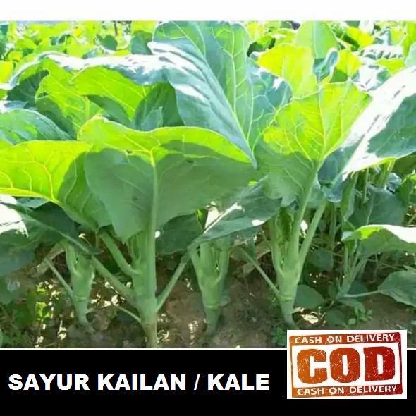 SAYUR KAILAN 100 biji / bibit / benih SAWI KAILAN / SAYURAN KAILAN / CHINESE KALE / KAELAN / KAILAN 