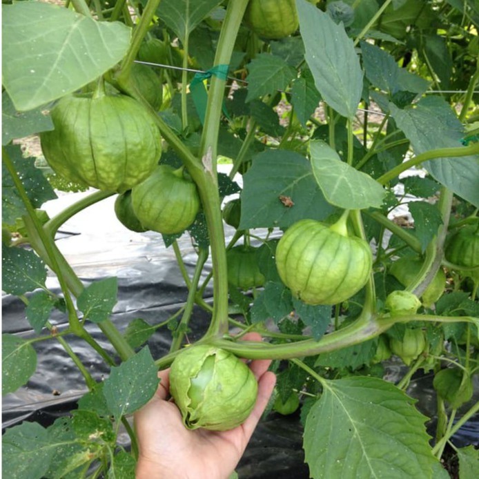 3 Benih Ciplukan Jumbo Morel Berry Hijau Bibit Tanaman Buah Buahan Physalis Angulata Cecendet