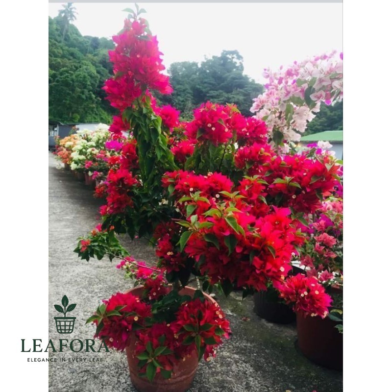 Bibit Bugenvil EM Ekor Musang Merah Berakar Rimbun