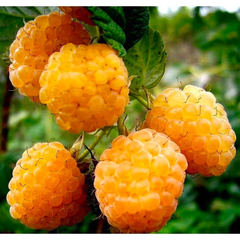 100benih Biji Buah Raspberry Yellow - Buah Raspberry Kuning - Bibit Buah Raspberry Kuning - Rasberry