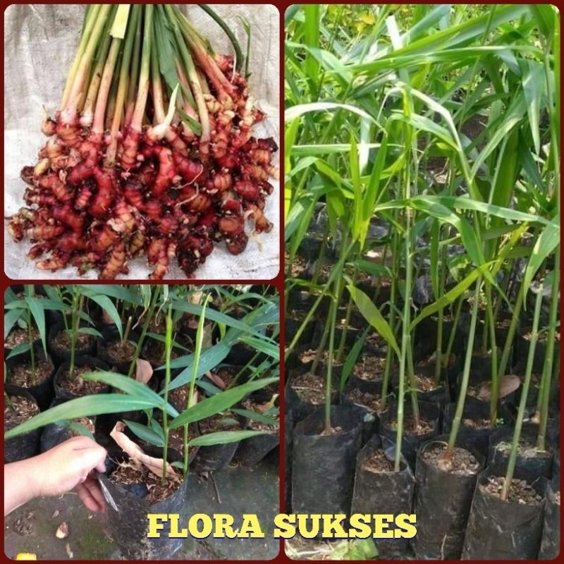 Tanaman Jahe Merah Tanaman Herbal Rimpang Jahe Merah Asli