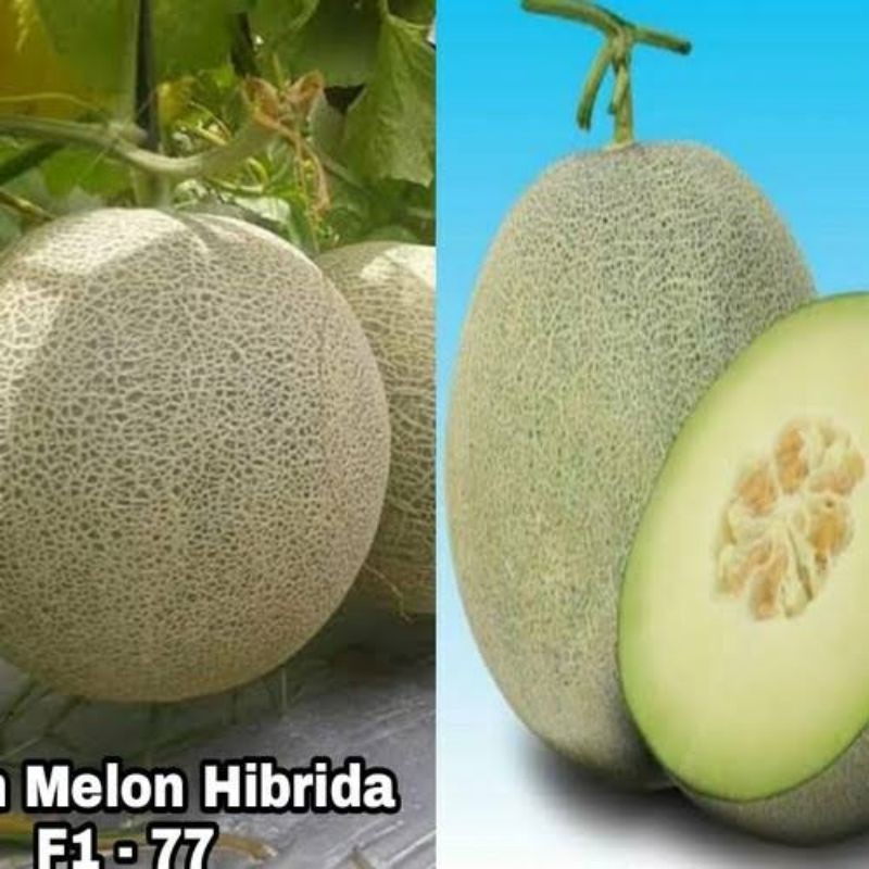 PROMO 50 BENIH MELON SUPER MANIS MADU