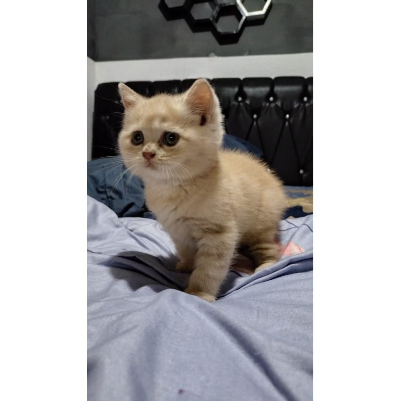 British Shorthair Golden