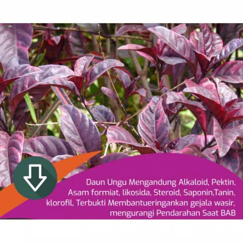 Daun Handeleum Handeuleum Daun Ungu Obat Wasir Ambeien Ambeyen