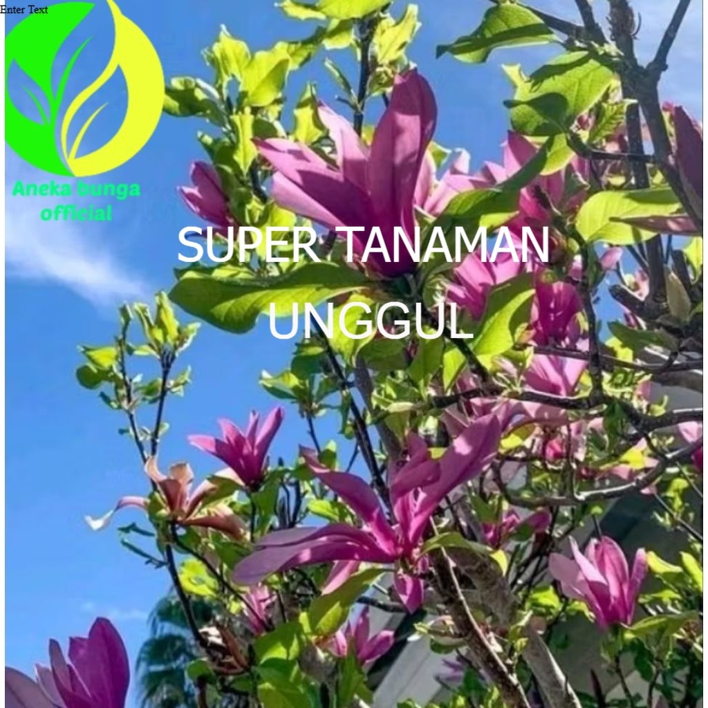 POHON BUNGA KANTIL UNGU TINGGI ± 1 METER / TANAMAN POHON KANTIL BUNGA UNGU