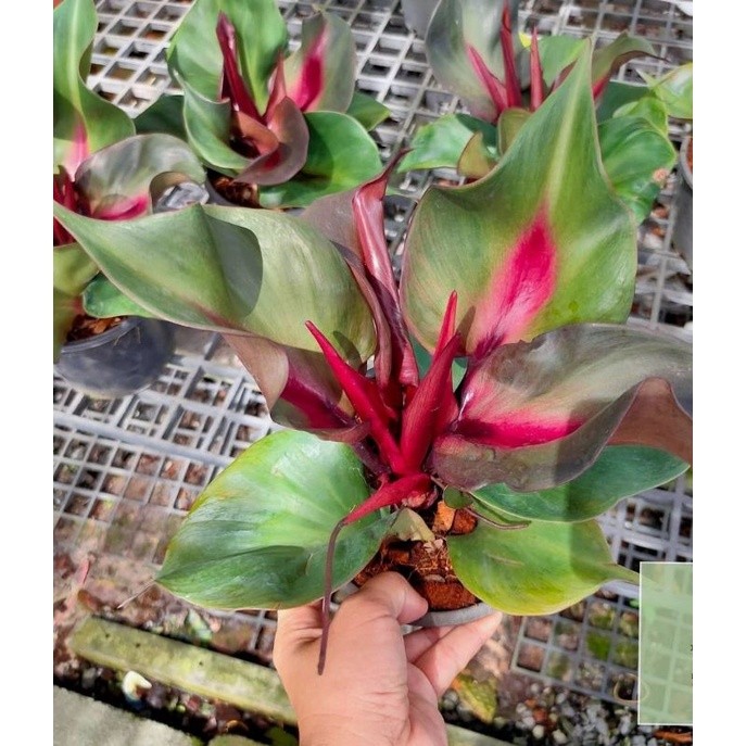 NEW Philodendron red heart cantik - bibit bonggol asli