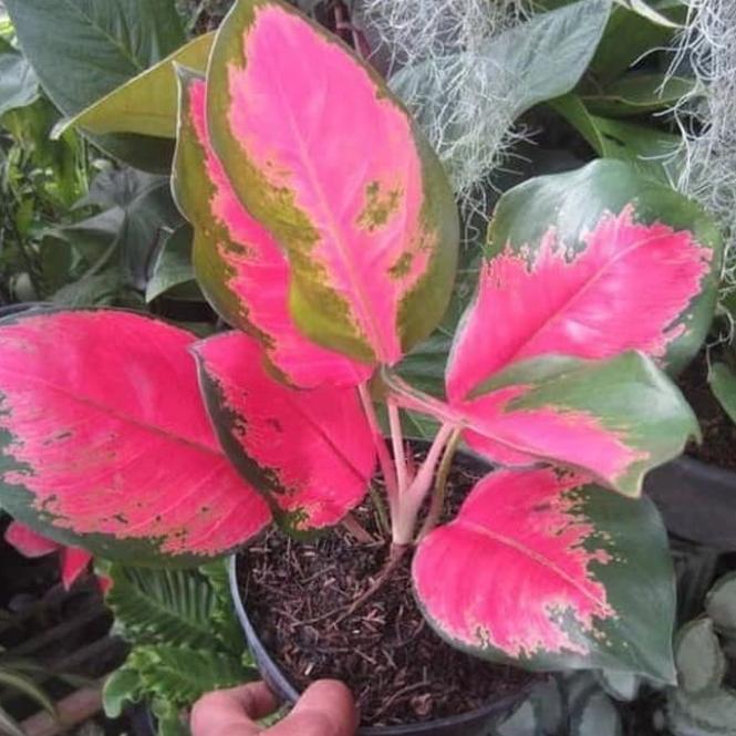 Tanaman hias Aglonema kochin indukan