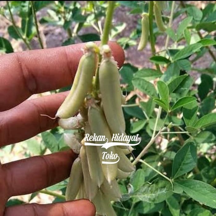 Daun orok - orok _-Crotaralia Juncae