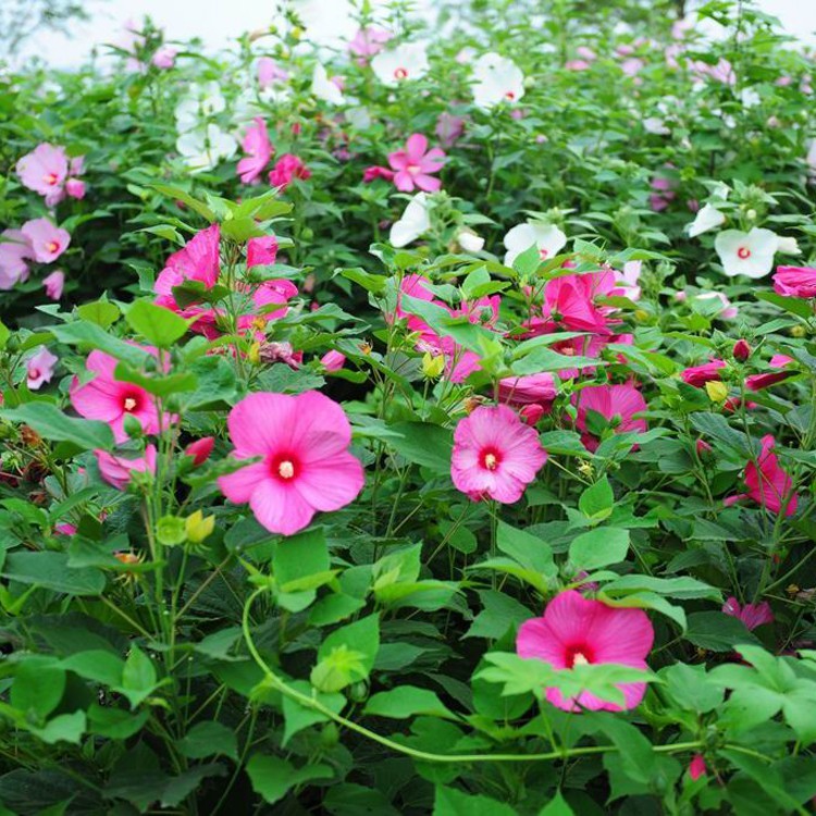 3 Benih Bunga Kembang Sepatu Biji Hibiscus Mixed Hibiscus grandiflorus Rosemallow  seeds