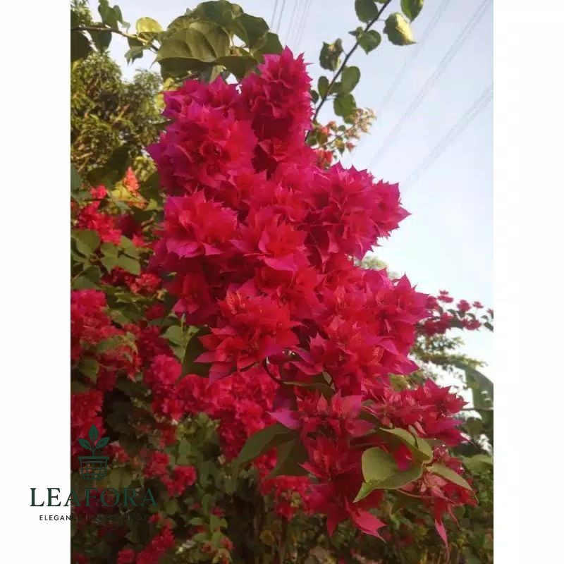 Tanaman Hias Bougenville Hawai merah