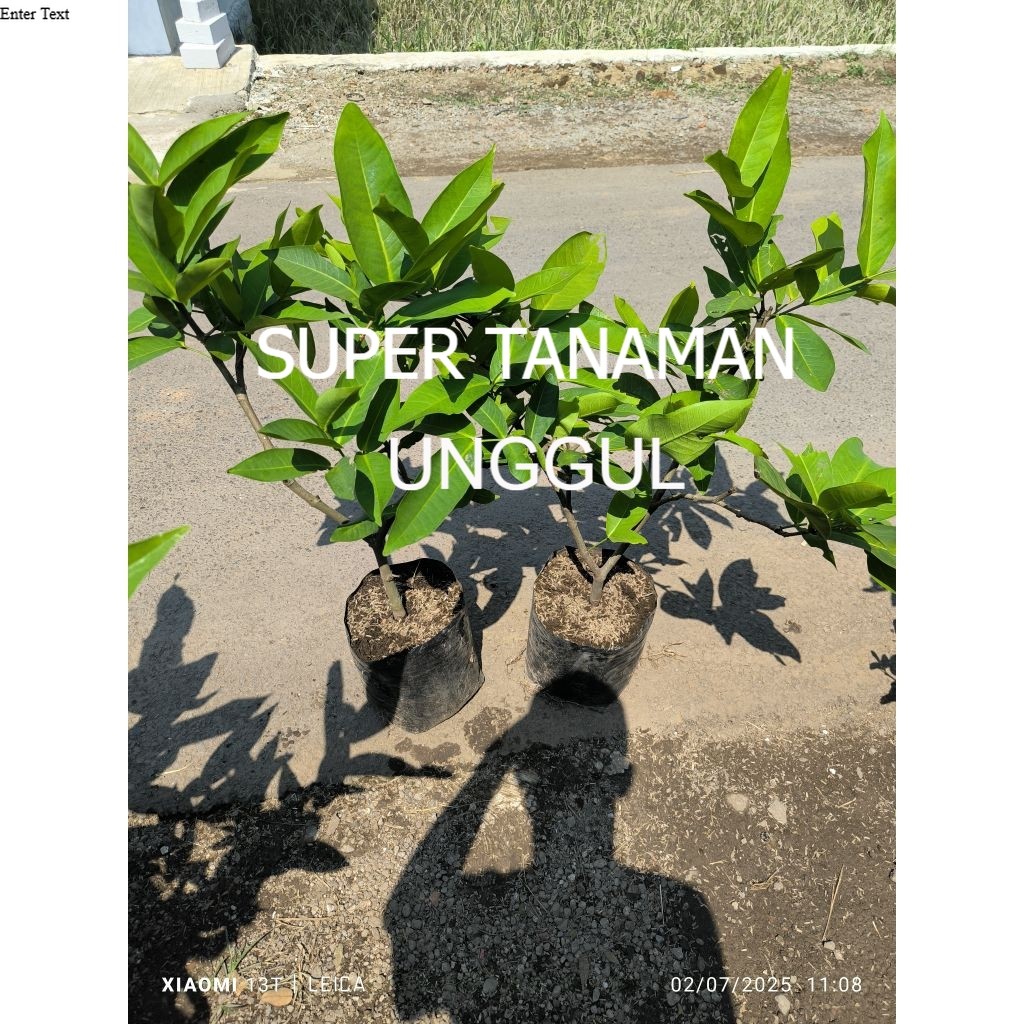 bibit jambu citra bogel (cangkok)