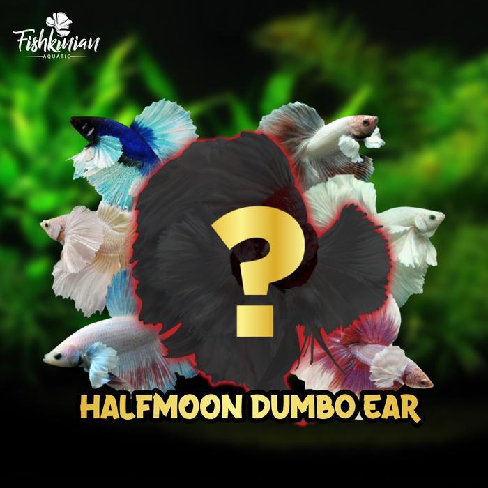 Ikan Cupang Halfmoon Dumbo Ear HMDE (GOOD QUALITY) KUPING BESAR