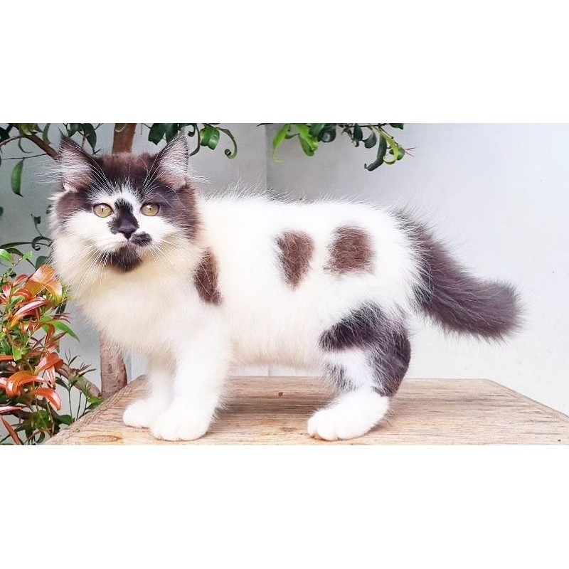 KUCING PERSIA MEDIUM JANTAN 3 BULAN HITAM PUTIH