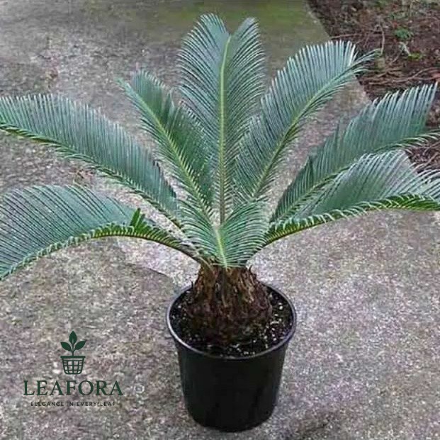 Tanaman hias indor cycas - tanaman hias palm sikas pohon palem sikas dewasa