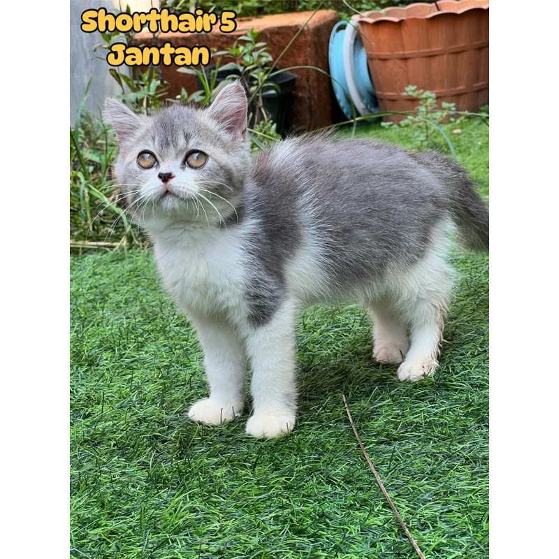 kucing scottish straight british shorthair mix