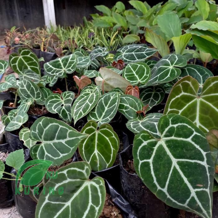 Bibit Tanaman Hias Keladi Kuping Gajah Tarantula