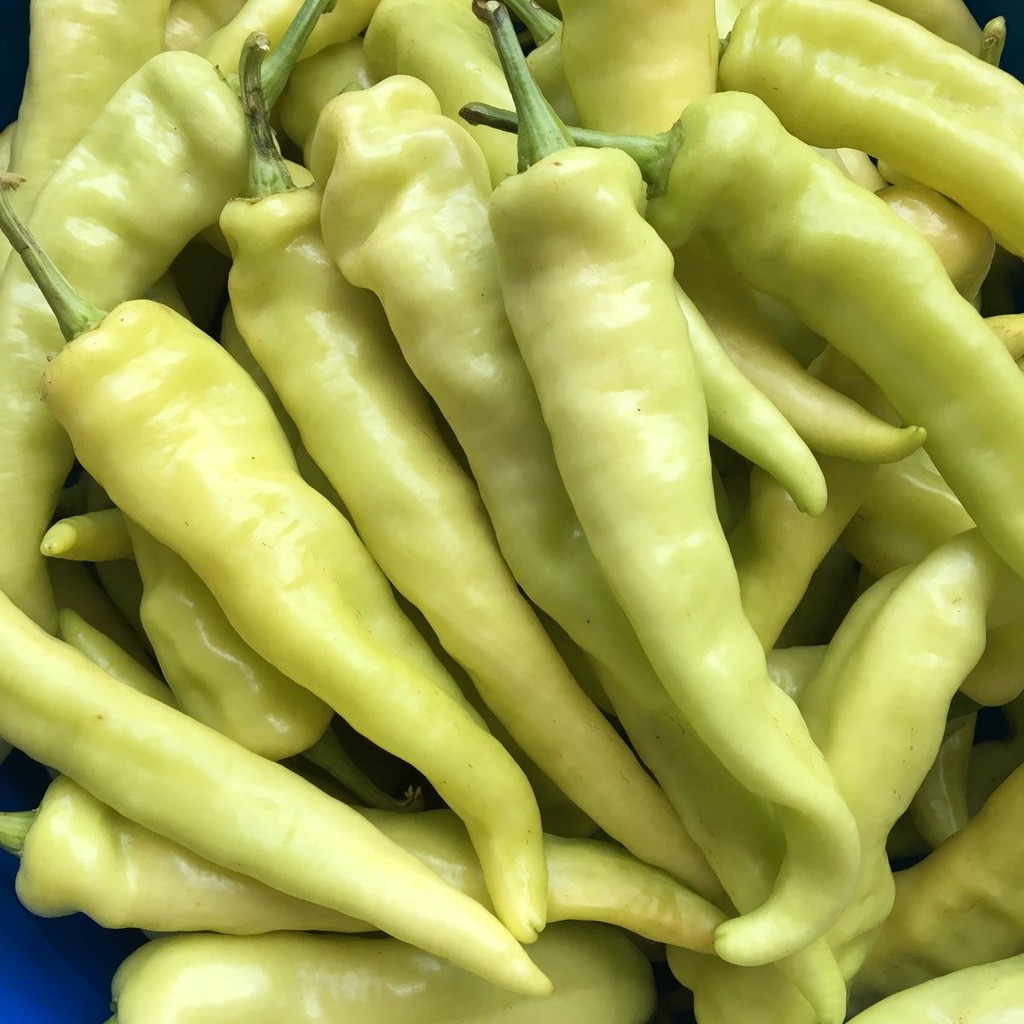 20 Benih Biji sayuran cabe Danjo Pepper Lada Solok Chili Solok Green Long Pepper seeds Garden Seeds 