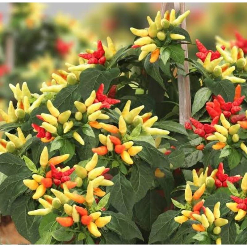 50Benih Cabe Rawit Prentul klaster Bibit Cabai Rawit Prentul cluster