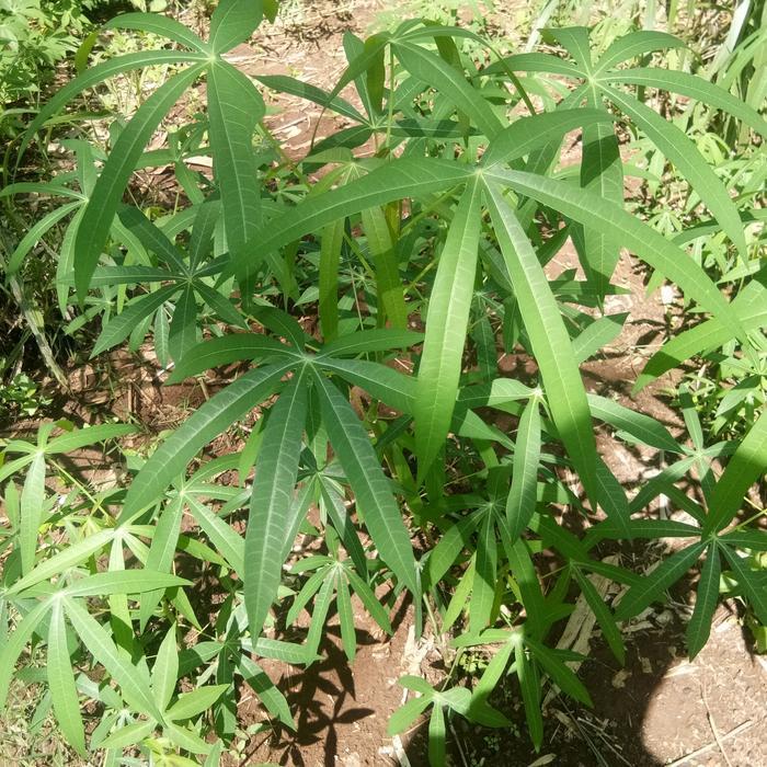 bibit singkong sayur daun sempit DM