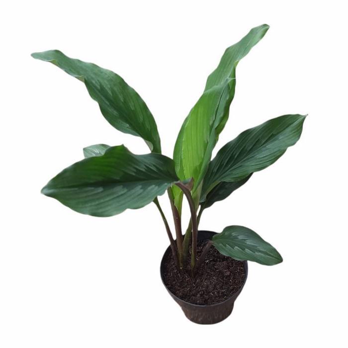 BIBIT TEMU KUNCI DAN KUNCI PEPET - KUNCI PEPET