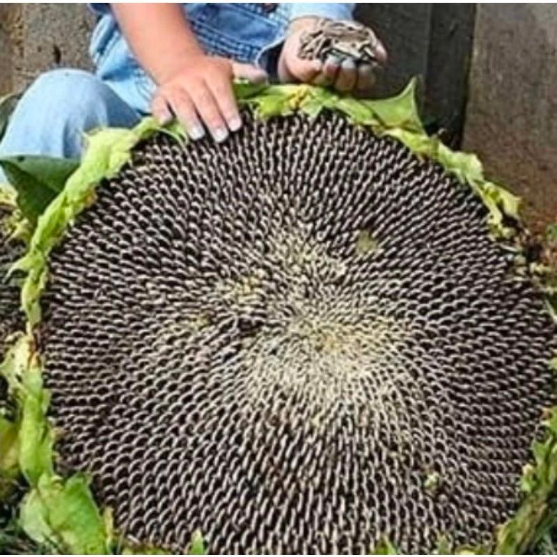 20++ Biji Benih/ Bibit Bunga Matahari Jumbo || Sun Flower Big Kualitas Super Unggulan
