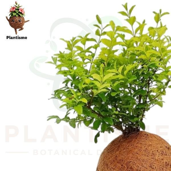 Kokedama – Ligustrum Kuning Golden Privet Ligustrum Obtusifolium Tanaman Hias Mini untuk Dekorasi In