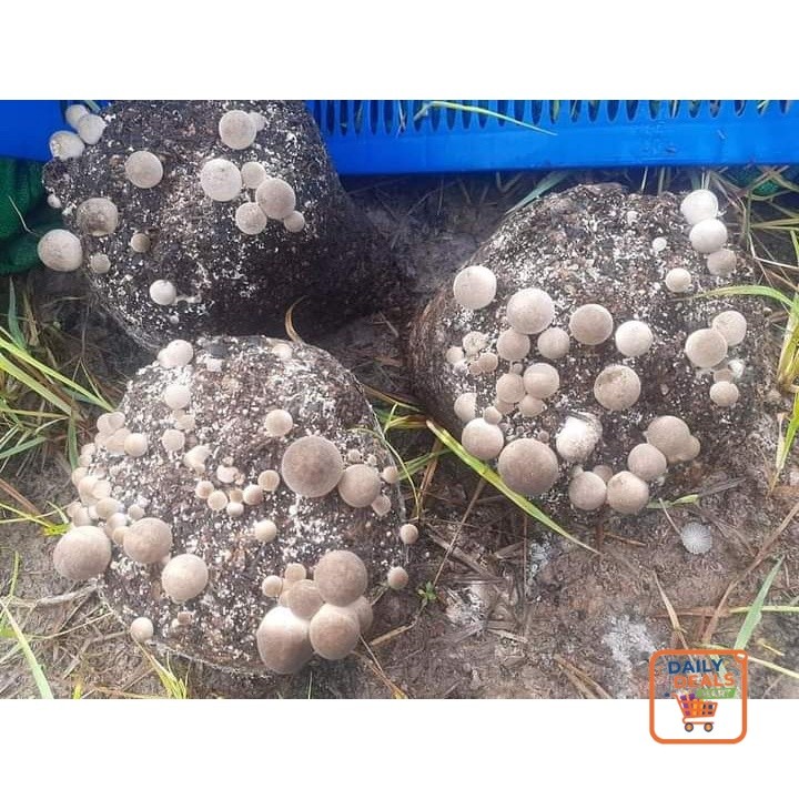 Dailydeals- bibit jamur merang semi dan putih PROMO!!