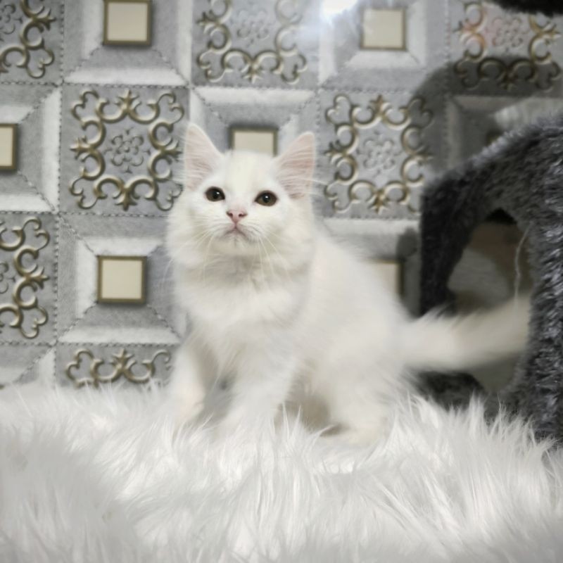 Kucing Persia Anggora Himalaya Ragdoll Kitten