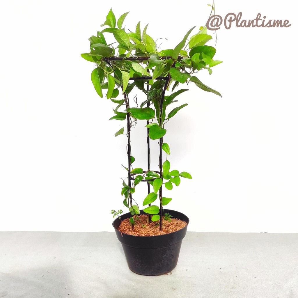 Rambatan Tanaman - Tower Planter Mini Untuk Tanaman Rambat Turus  Besi Cocok Sebagai Hiasan Indoor O