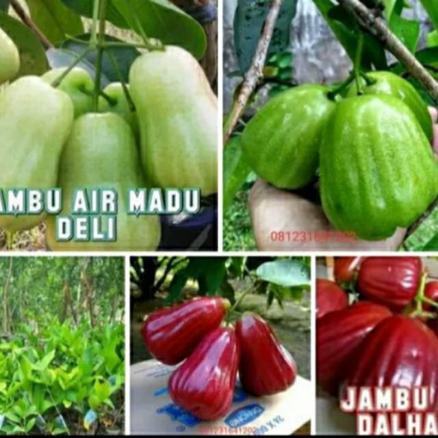 Paket 3 jenis tanaman bibit Jambu air