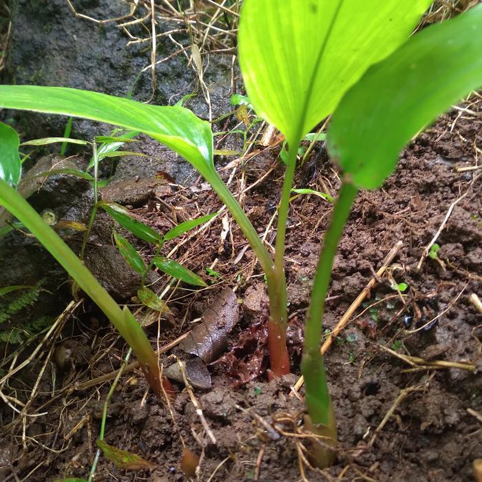 Bibit temu kunci Bibit Temu Kunci Tanaman Temu Kunci Pohon Temu Kunci Temukunci .