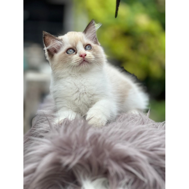 vitamin ragdoll betina