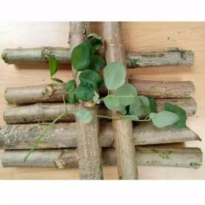 Bibit pohon kelor cutting stek batang kelor siap tanam