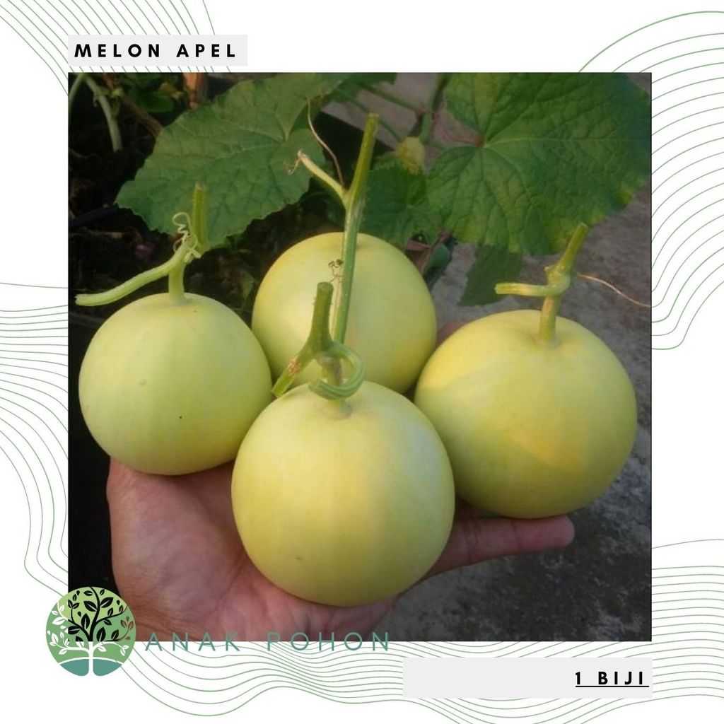 (30 Biji) Benih Bibit Biji - Melon Apel Silver Light Hibrida F1 (Kecil, Manis, dan Harum) Seeds - Pa