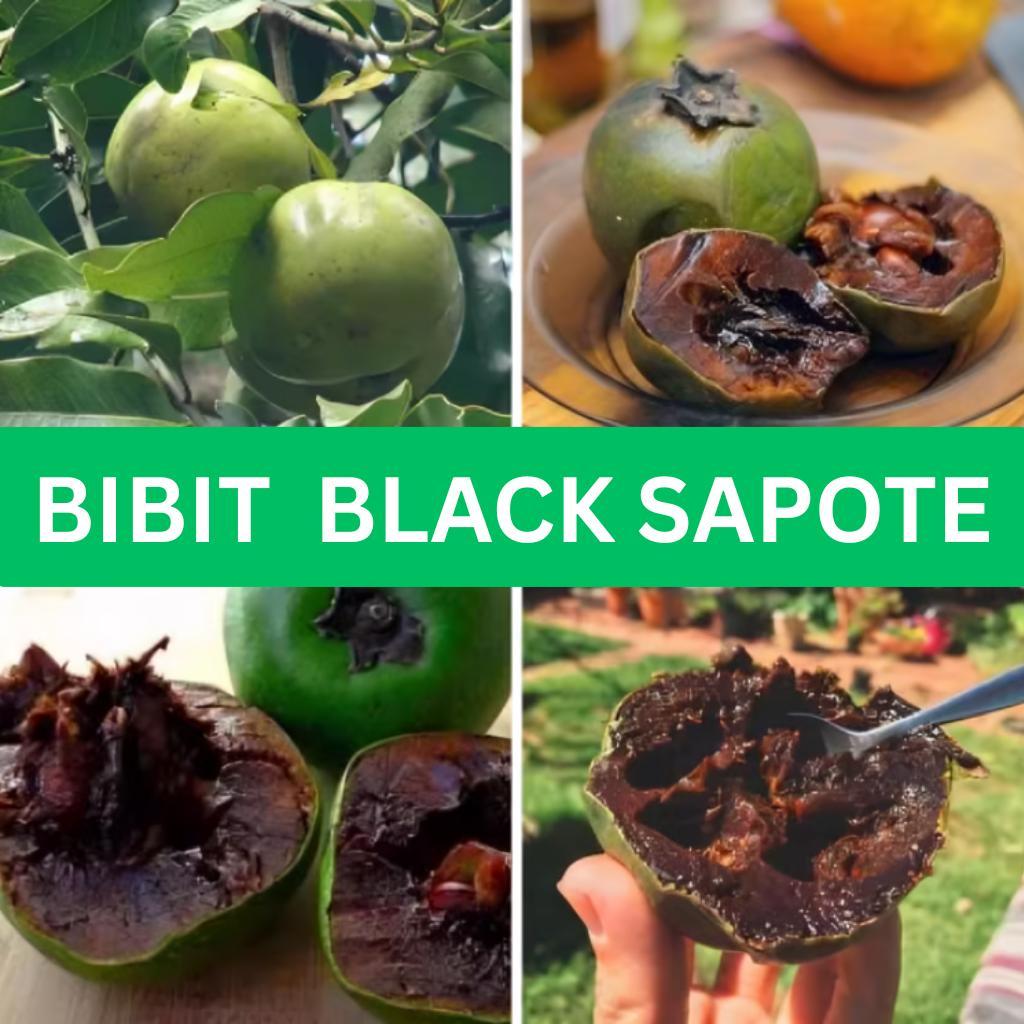 Bibit buah BLACK SAPOTE ASLI SUPER UNGGUL ASLI CEPAT BERBUAH HASIL OKULASI bibit buah buahan bibit b