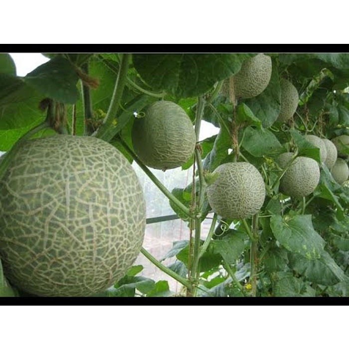 20 Benih Melon Jumbo Hibrida Bibit Buah Melon Orange