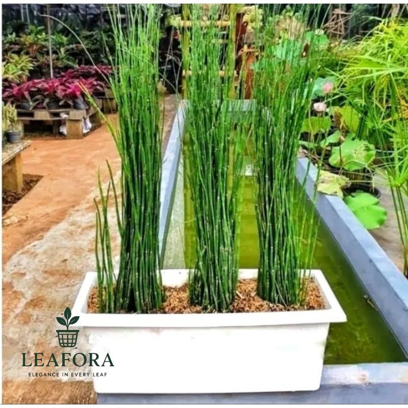 tanaman hias bambu air mini - pohon lidi - lidian bambu air bibit (Tanaman hias hidup indoor murah b