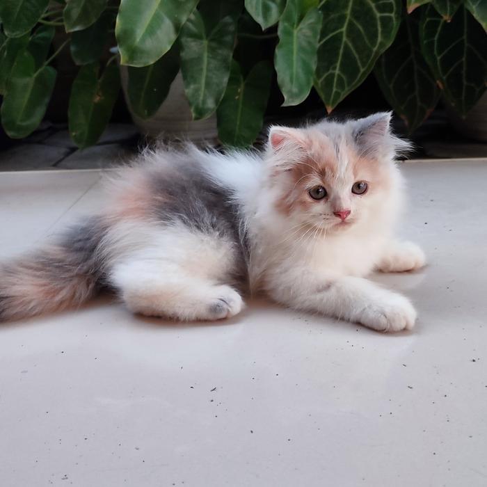 KUCING PERSIA BETINA CALICO