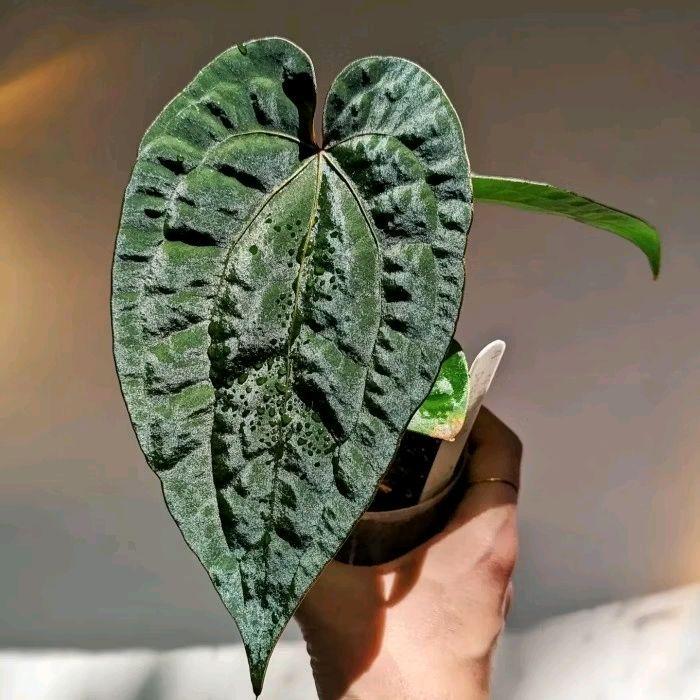 Bonggol Bibit Anthurium Ace Of Spades X Dressleri