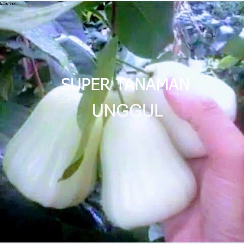 Jambu Air Madu Susu Manis Renyah Tanpa Biji
