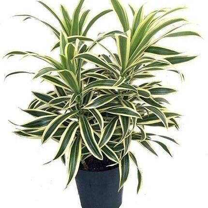 TANAMAN HIAS BAMBU HOKI VARIEGATA - TANAMAN HIAS BAMBU AIR VARIGATA