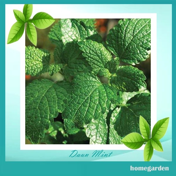 50Bibit Daun Mint Benih Tanaman Sayuran Daun Mint Bibit Daun Peppermint