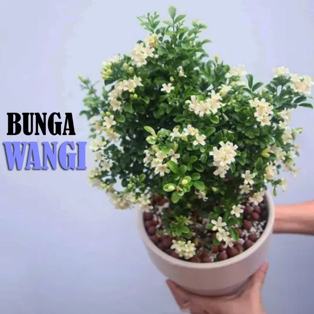 Pohon Kemuning Bunga Wangi ( Bahan Bonsai ) / Tanaman Hias Kemuning Bunga Putih