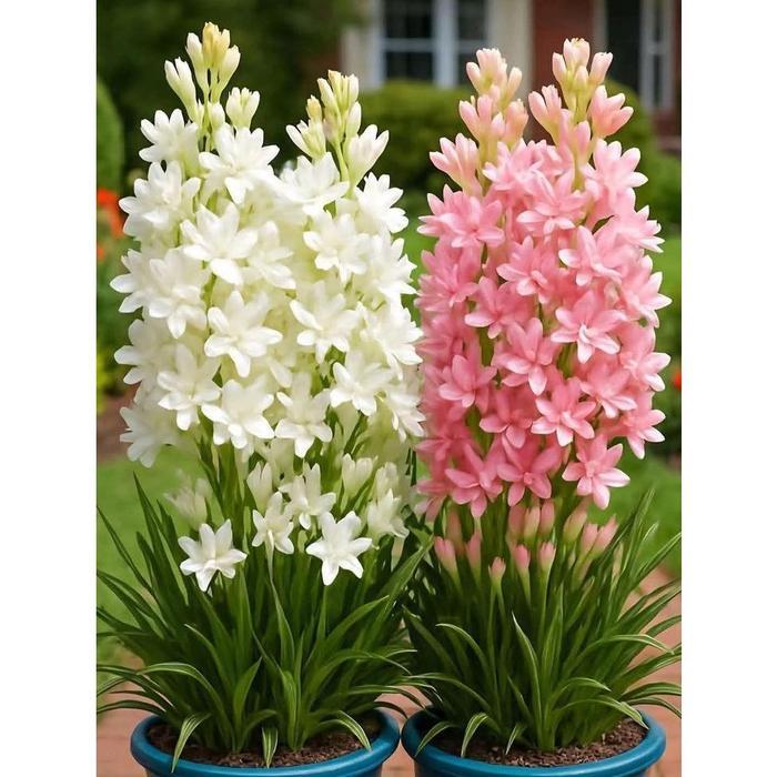 Paket 2 Tanaman hias bunga sedap malam pink&putih - Pohon sedap malam - sedap malam siap berbunga