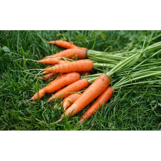 50 Benih Biji Sayur Wortel Kuroda - Benih Tanaman Pohon Sayuran Wortel - Bibit Sayur Wortel - COD