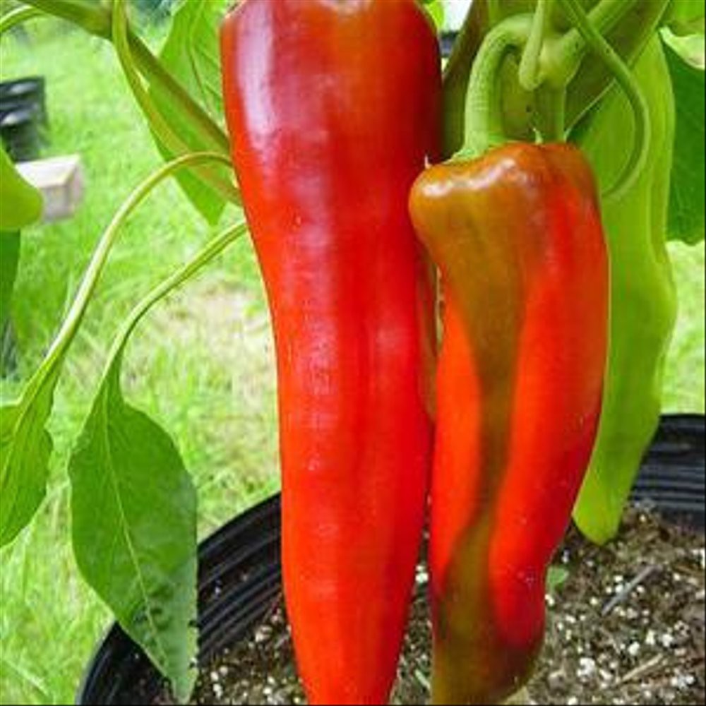 paket 15 / biji Benih Cabe Hias Giant Aconcagua