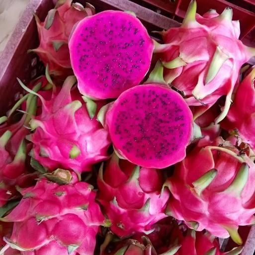 bibit buah naga kuning - Tanaman buah naga merah super - Pohon buah naga putih asli - Merah