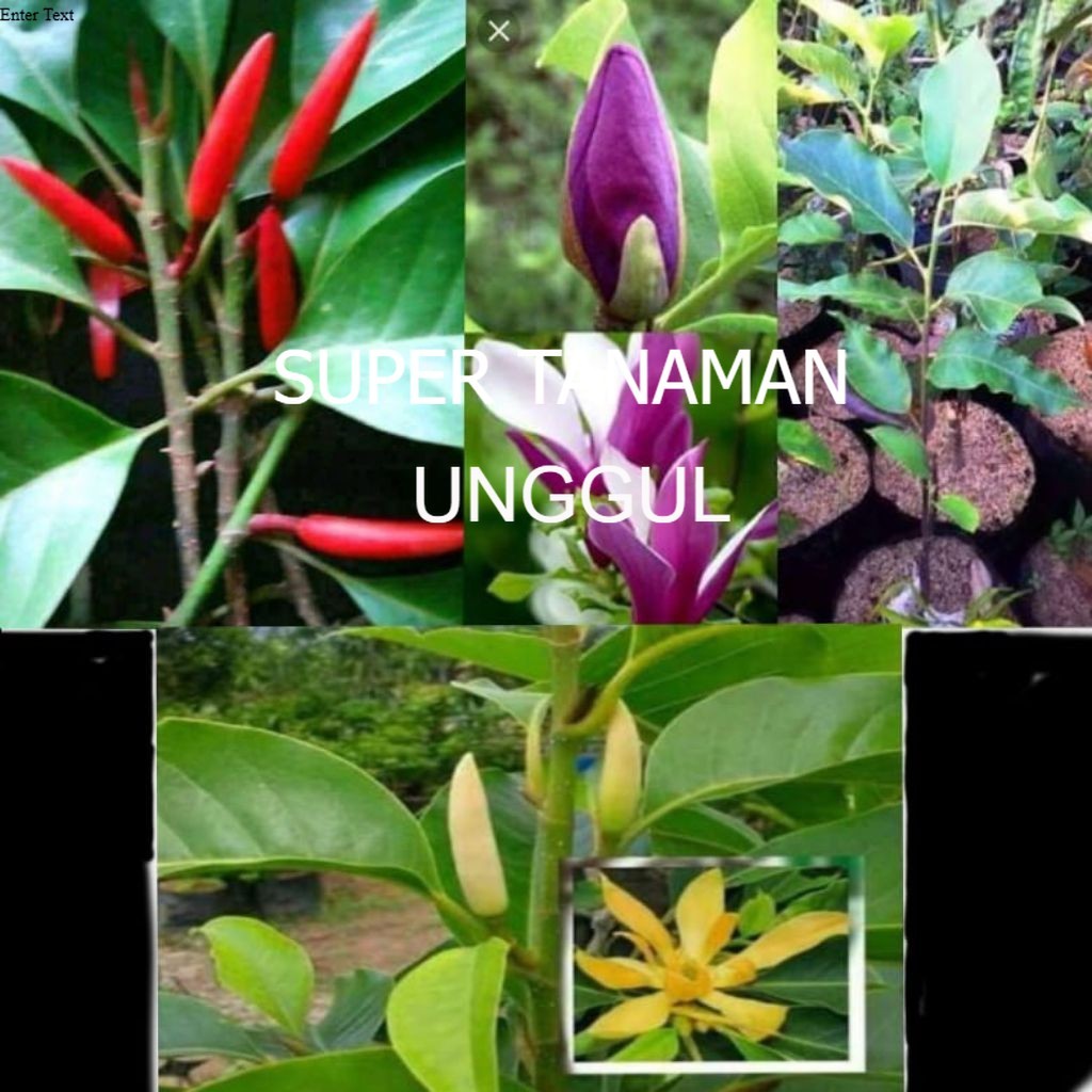 Paket Isi 3 Bibit Tanaman Kembang Kantil Cepat Berbunga Asli