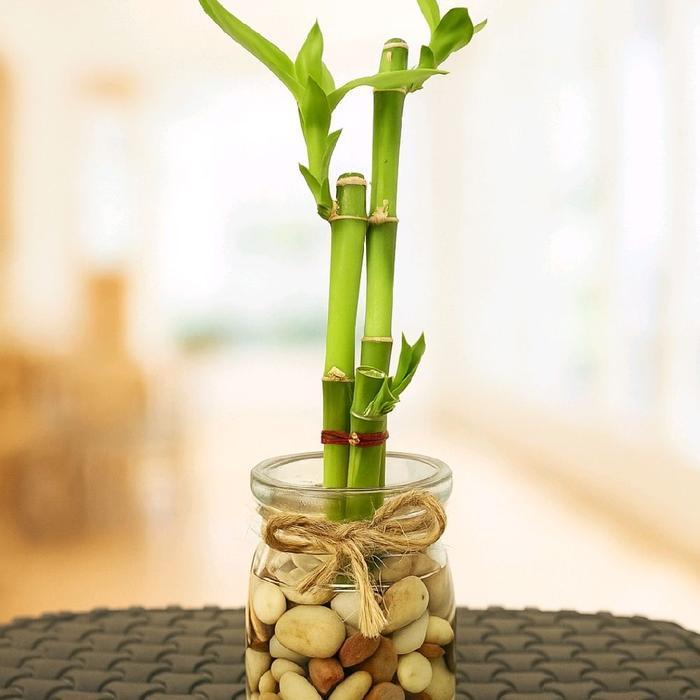 Paket 3 batang bambu hoki - lucky bamboo tanaman media air hydroponic - loocky bamboo