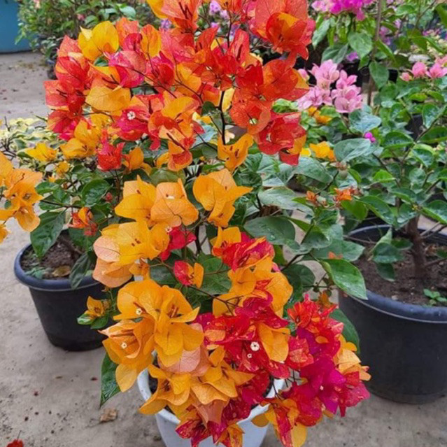 Bibit Bougenville Srikandi bugenvil import